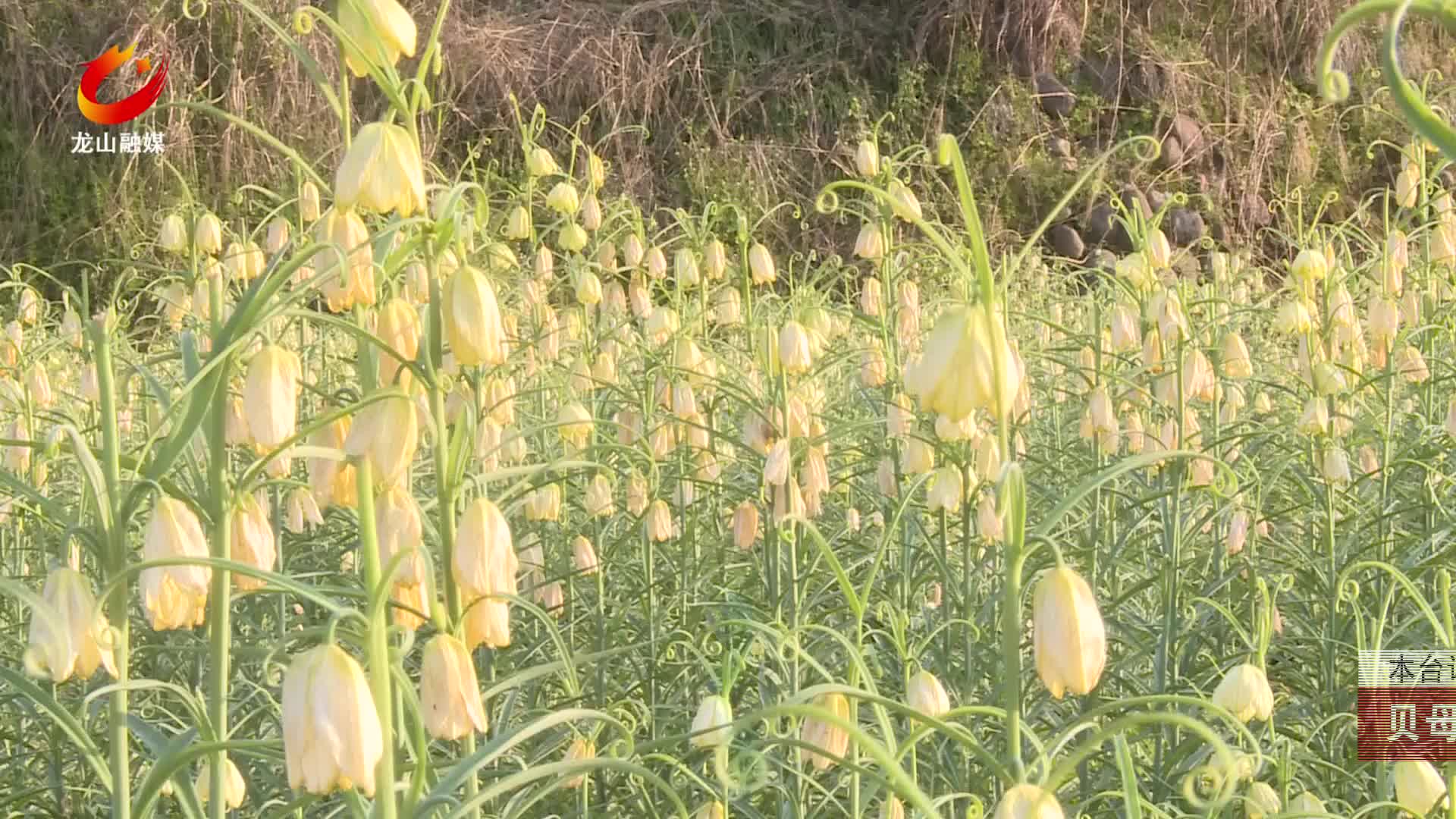 【龙山新闻】贝母花悄然吐芳