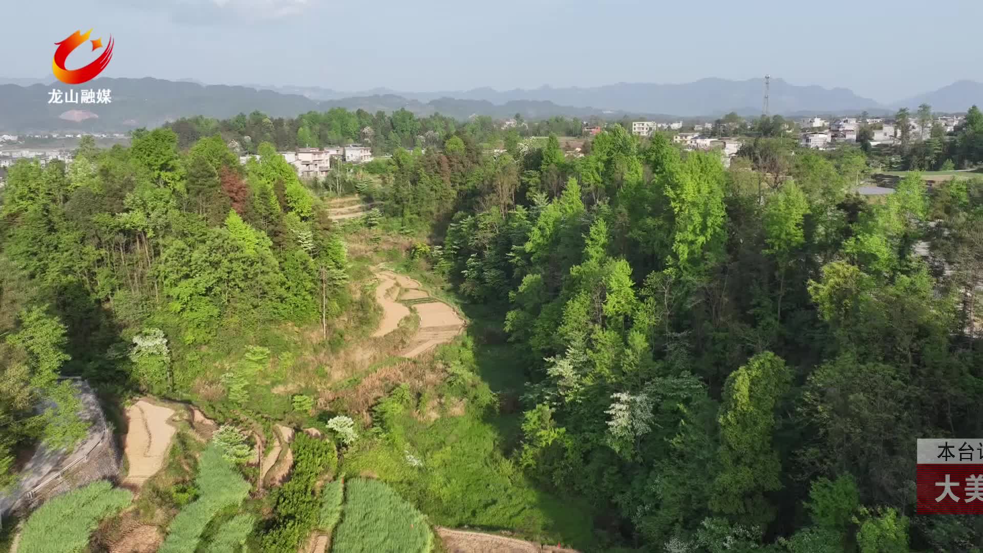 【龙山新闻】大美龙山：灯台花漫山绽放