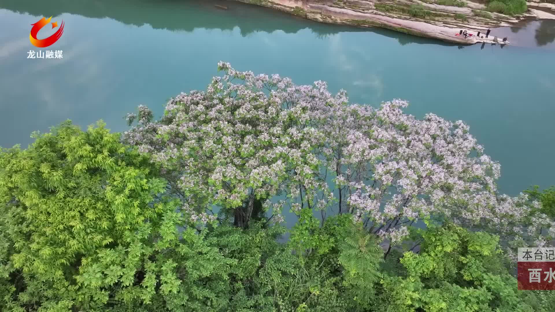 【龙山新闻】酉水河畔楝花开 紫韵满岸醉初夏