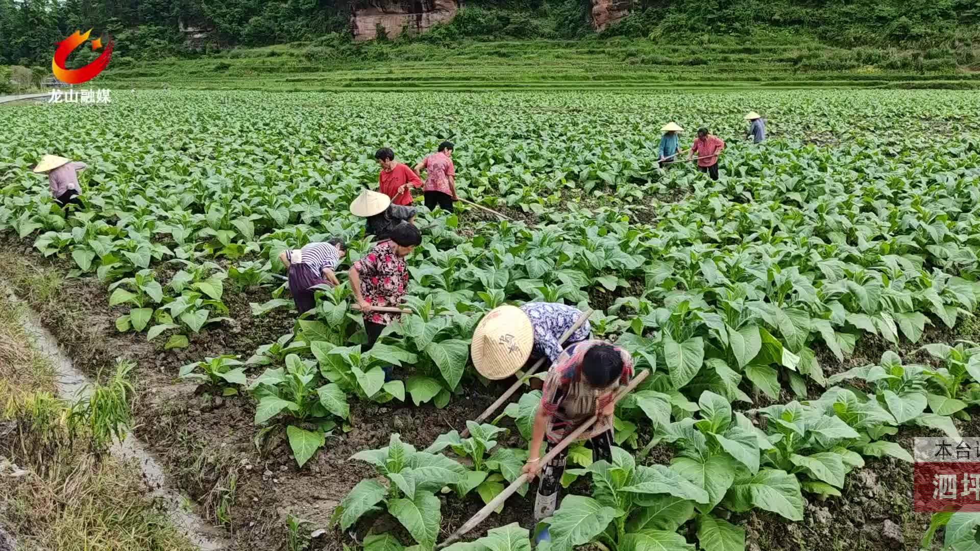 【龙山新闻】泗坪村：烤烟基地清沟沥水 防洪渡汛