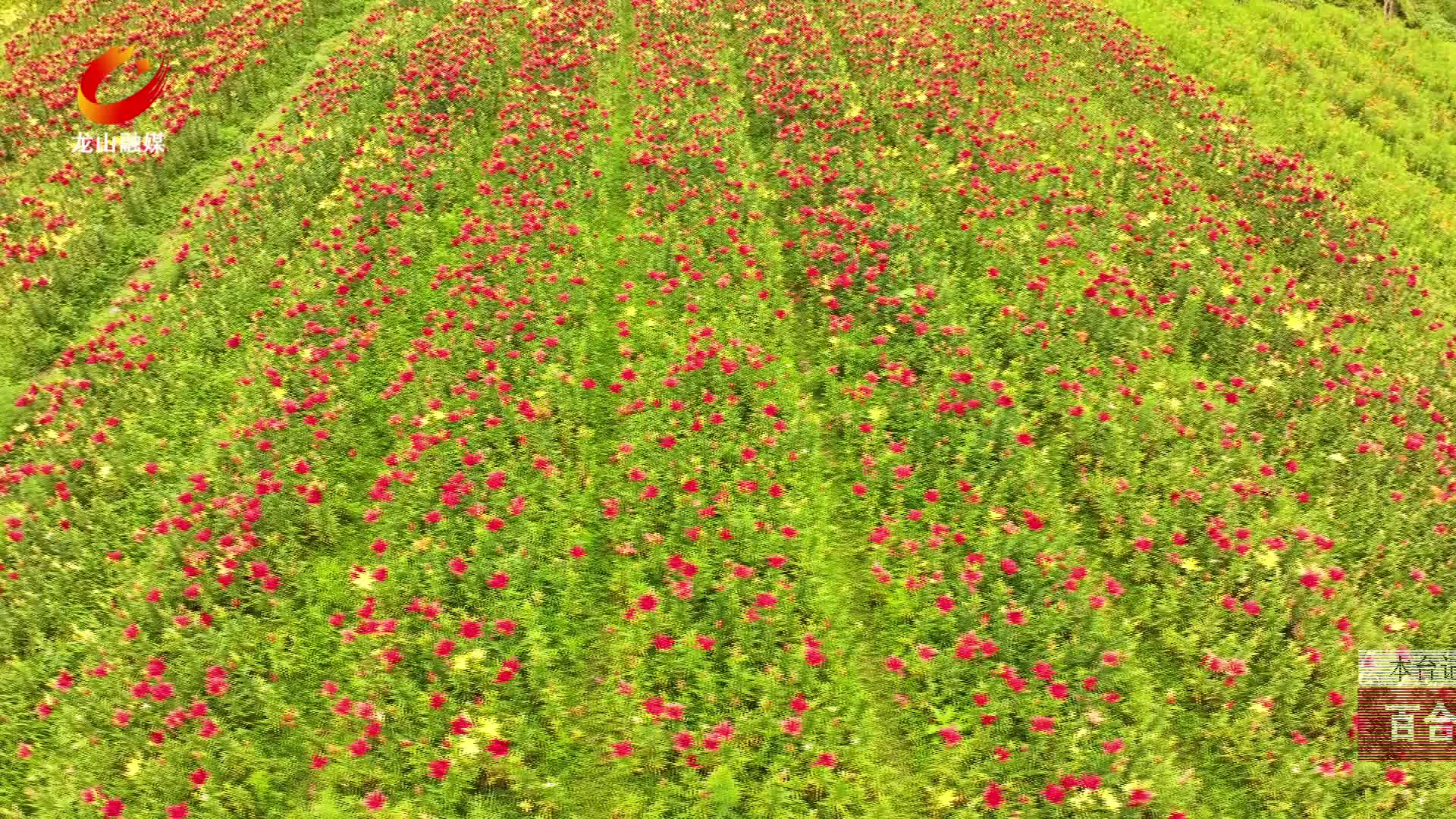 【龙山新闻】百合花开销售忙