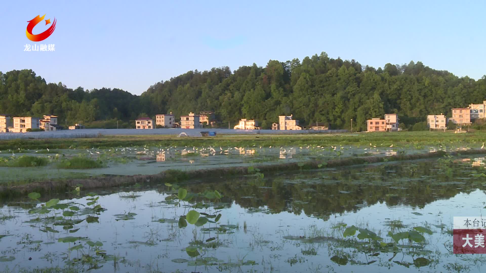 【龙山新闻】大美龙山：白鹭伴夏耕生态绘新景