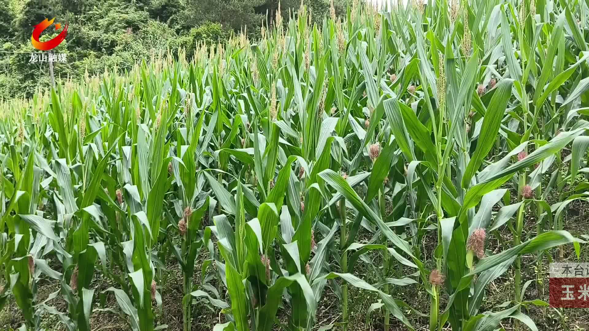 【龙山新闻】玉米长势喜人 田间地头皆“丰”景
