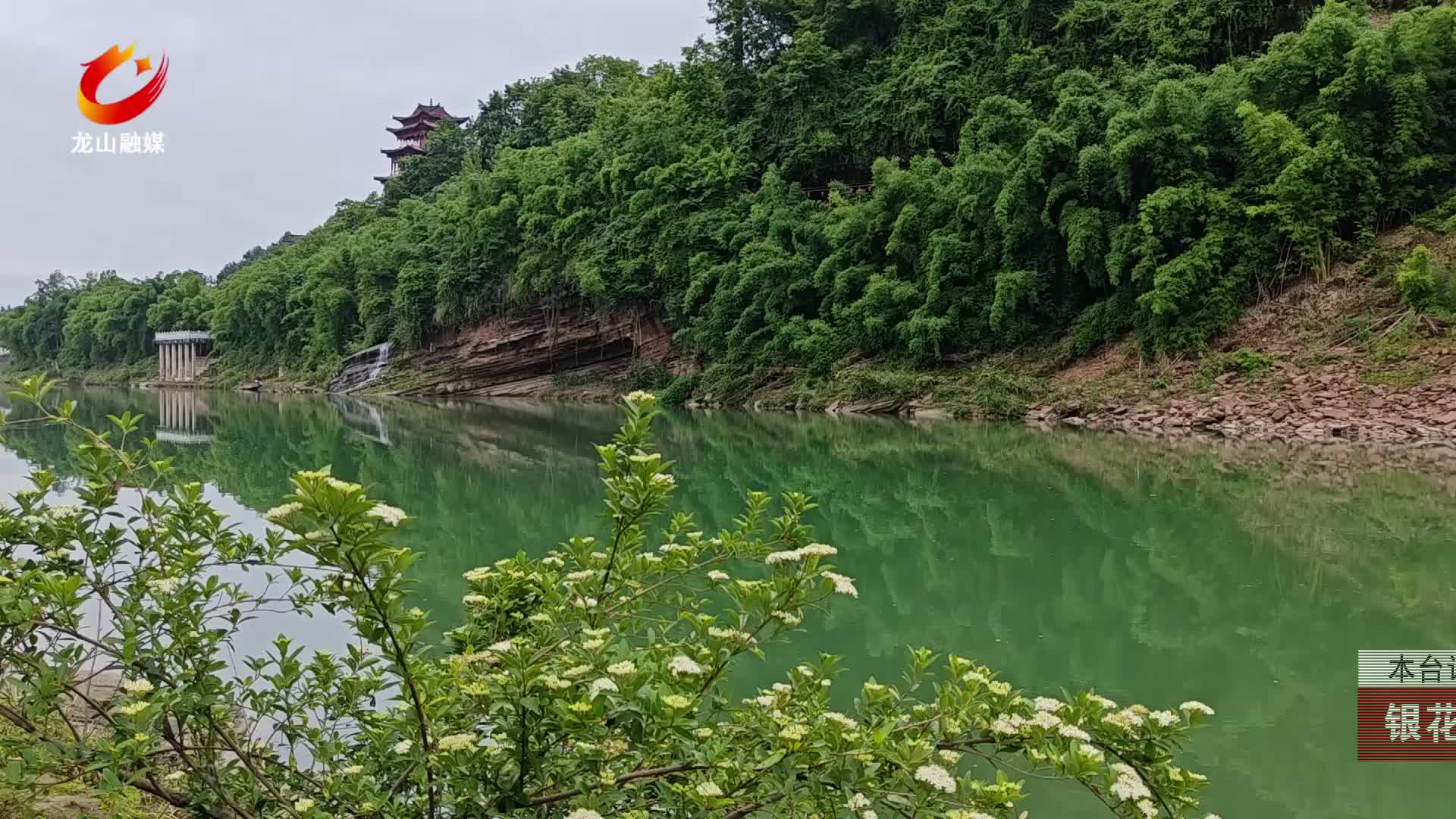 【龙山新闻】银花缀岸映碧波 小梾木盛放酉水河畔