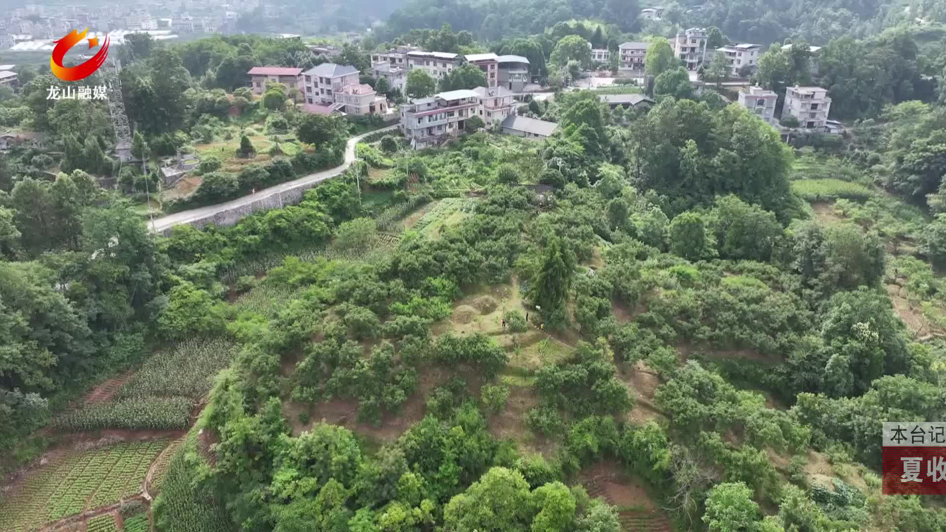 【龙山新闻】夏收时节：杨梅成熟 市民体验采摘乐趣