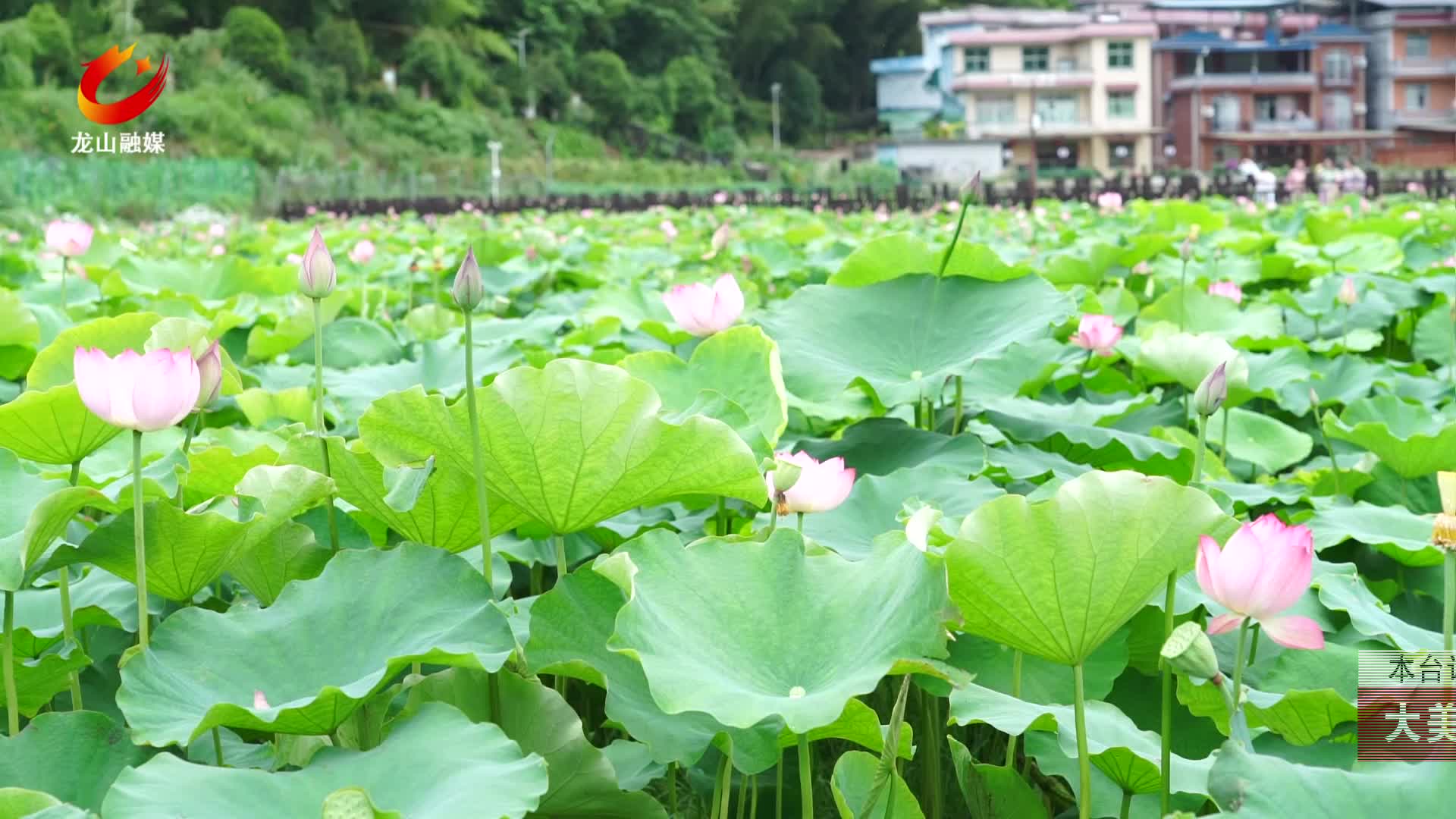【龙山新闻】大美龙山:尖岩村满塘荷花竞相开