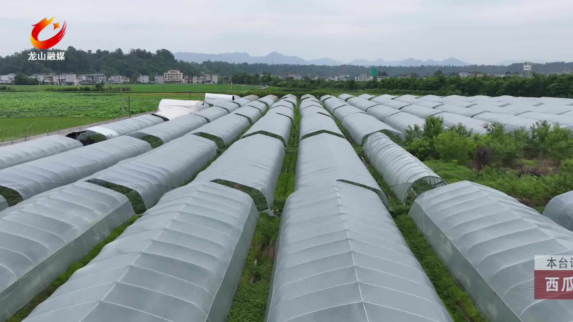 【龙山新闻】西瓜种植有“甜头” 乡村振兴有奔头