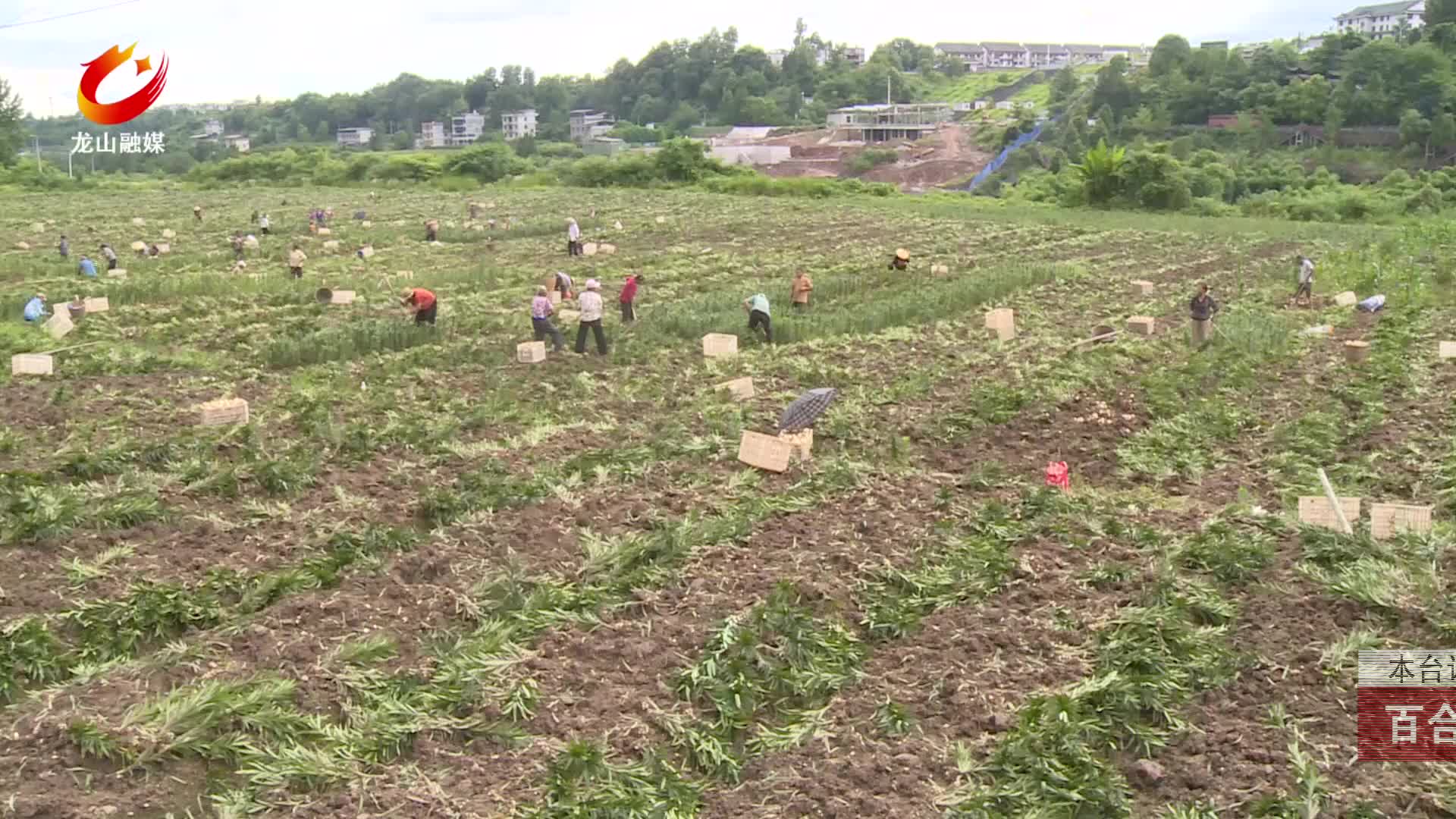 【龙山新闻】百合采挖忙 沃土生金促振兴