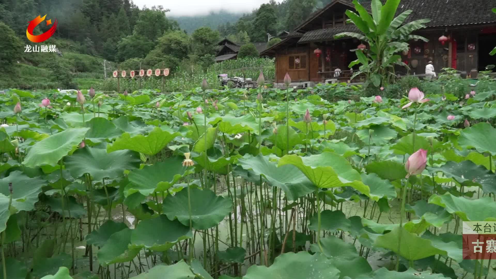 【龙山新闻】古寨荷花开