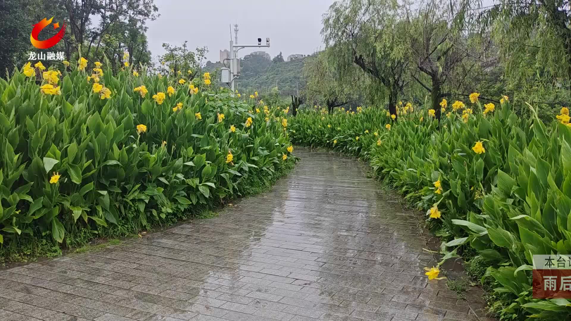 【龙山新闻】雨后美人蕉娇艳盛放 夏日山城添靓丽风景线