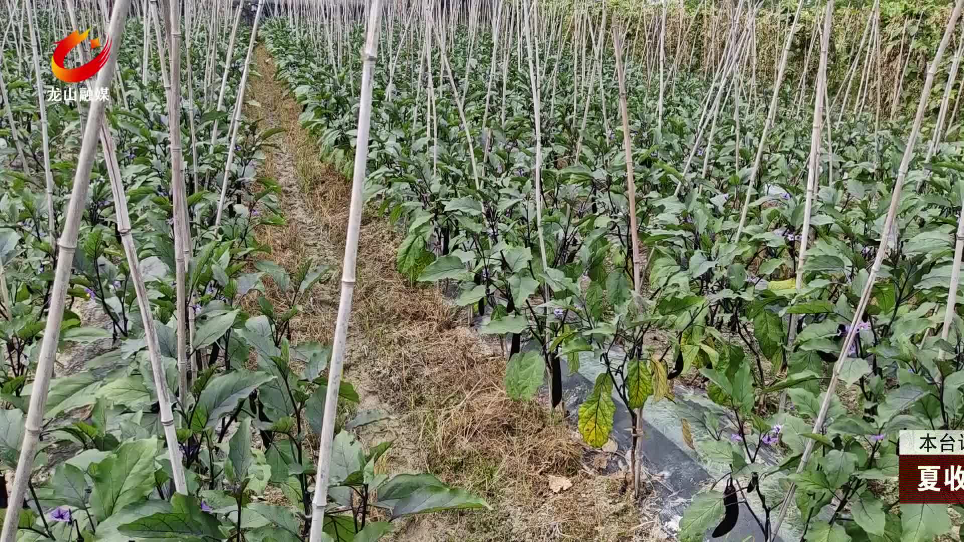 【龙山新闻】夏收时节：茄果挂满枝