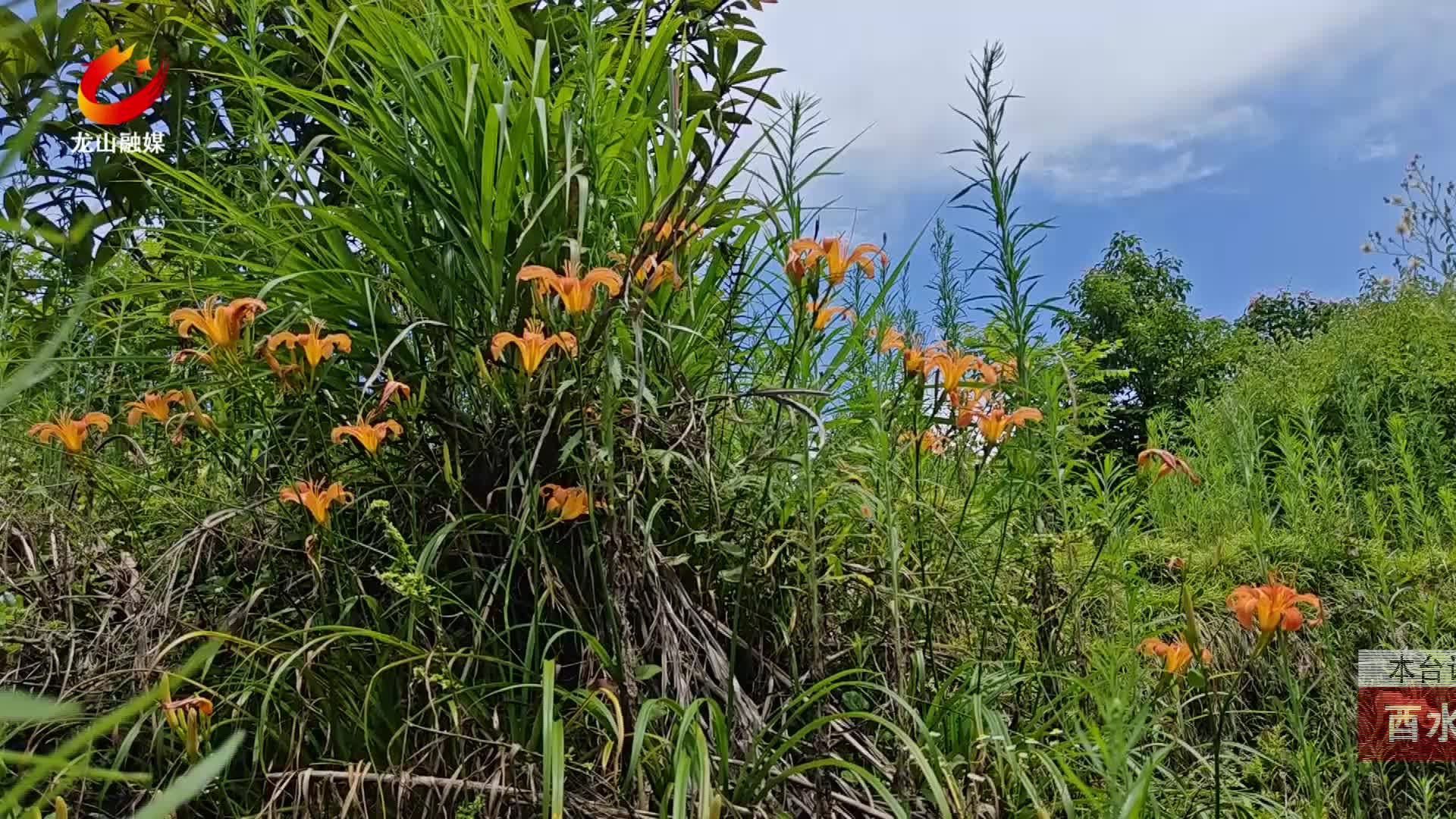 【龙山新闻】酉水河畔萱草花开