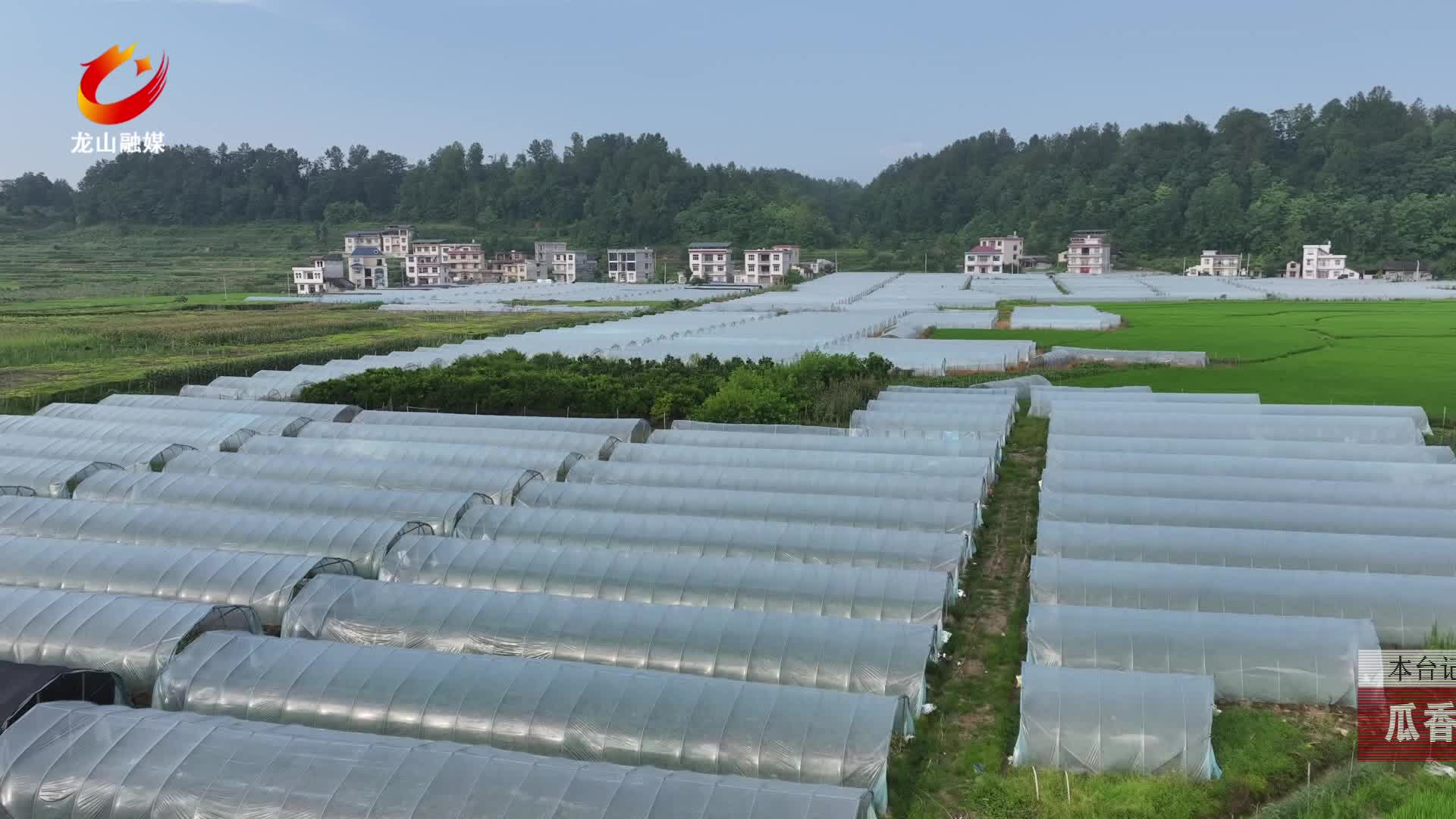 【龙山新闻】瓜香满田迎丰收甜蜜产业助振兴