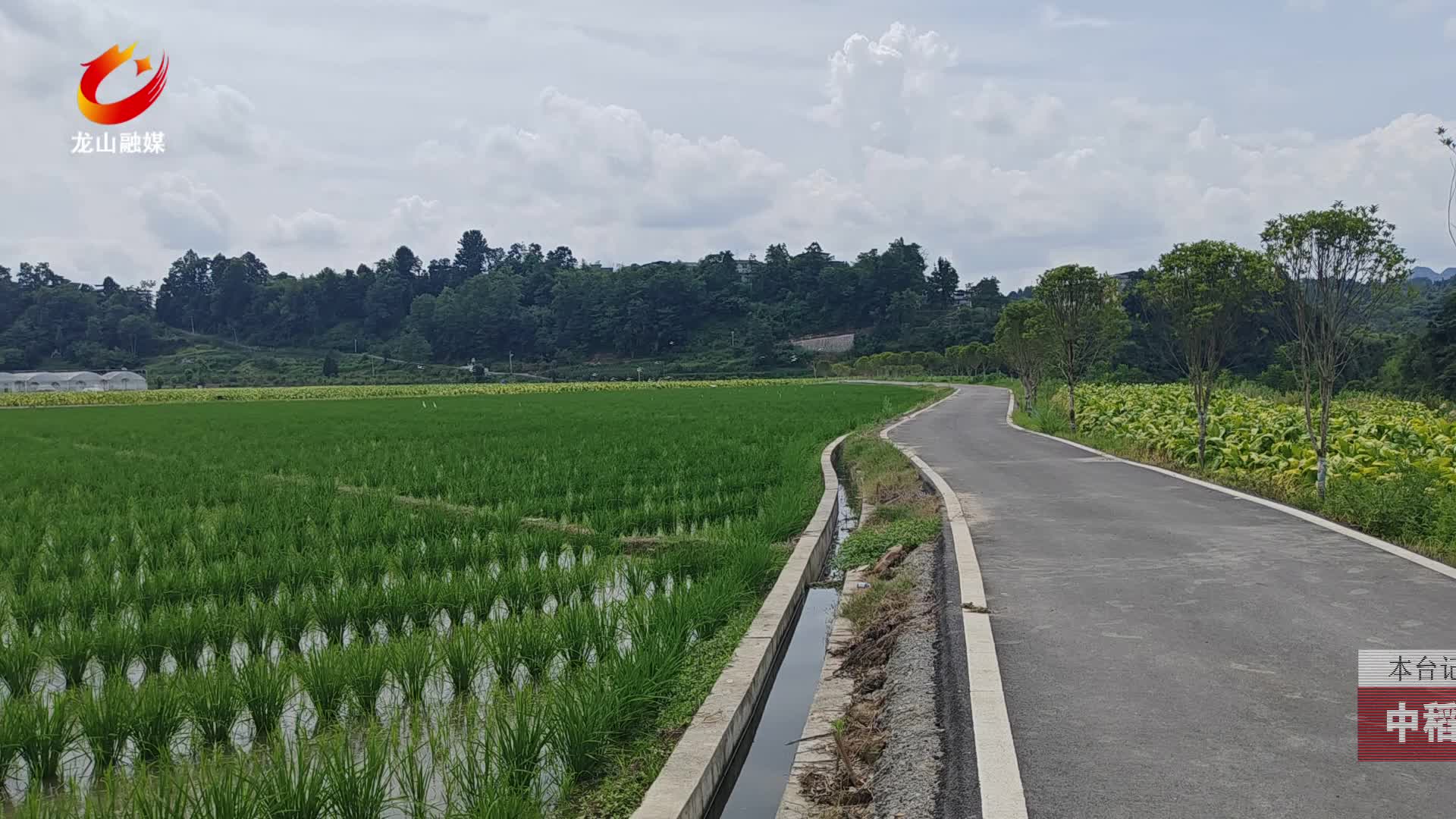 【龙山新闻】中稻追肥施肥忙 筑牢丰产根基