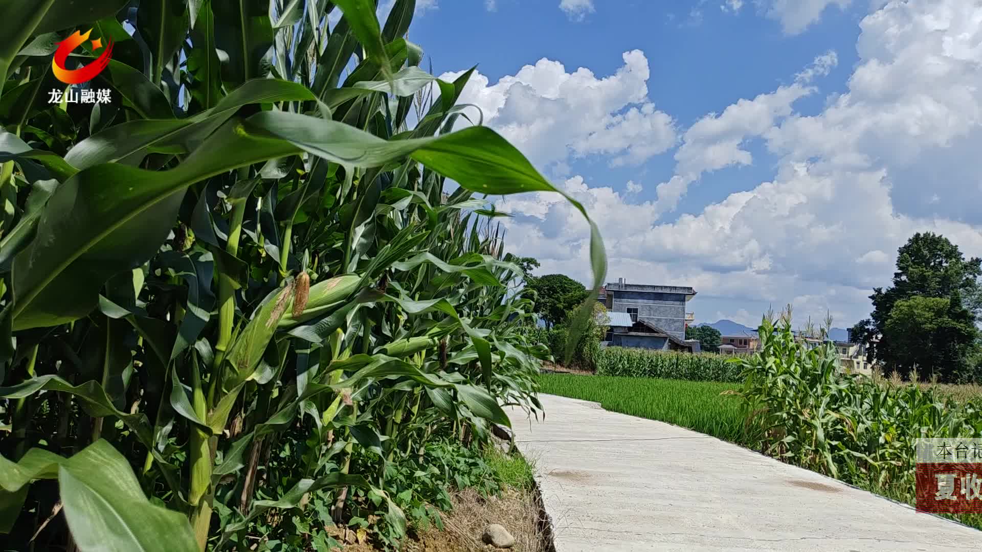 【龙山新闻】夏收时节：玉米飘香丰收季