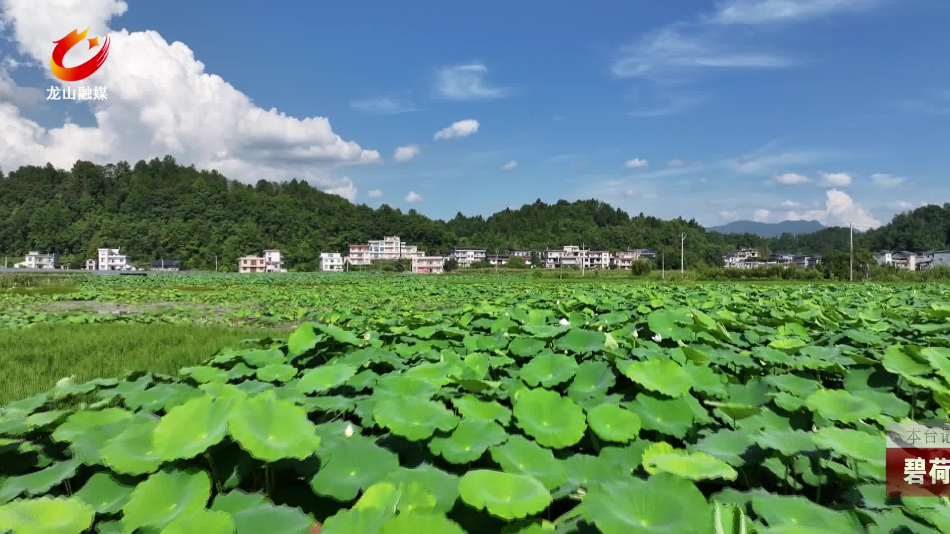 【龙山新闻】碧荷连天映晴空乡村荷塘绘美景