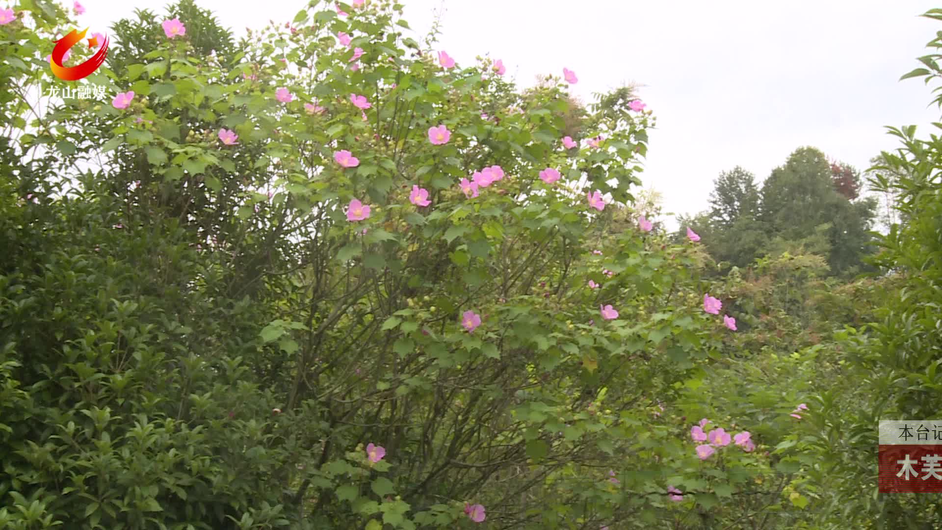 【龙山新闻】木芙蓉悄然绽放乡间山野添浪漫夏韵