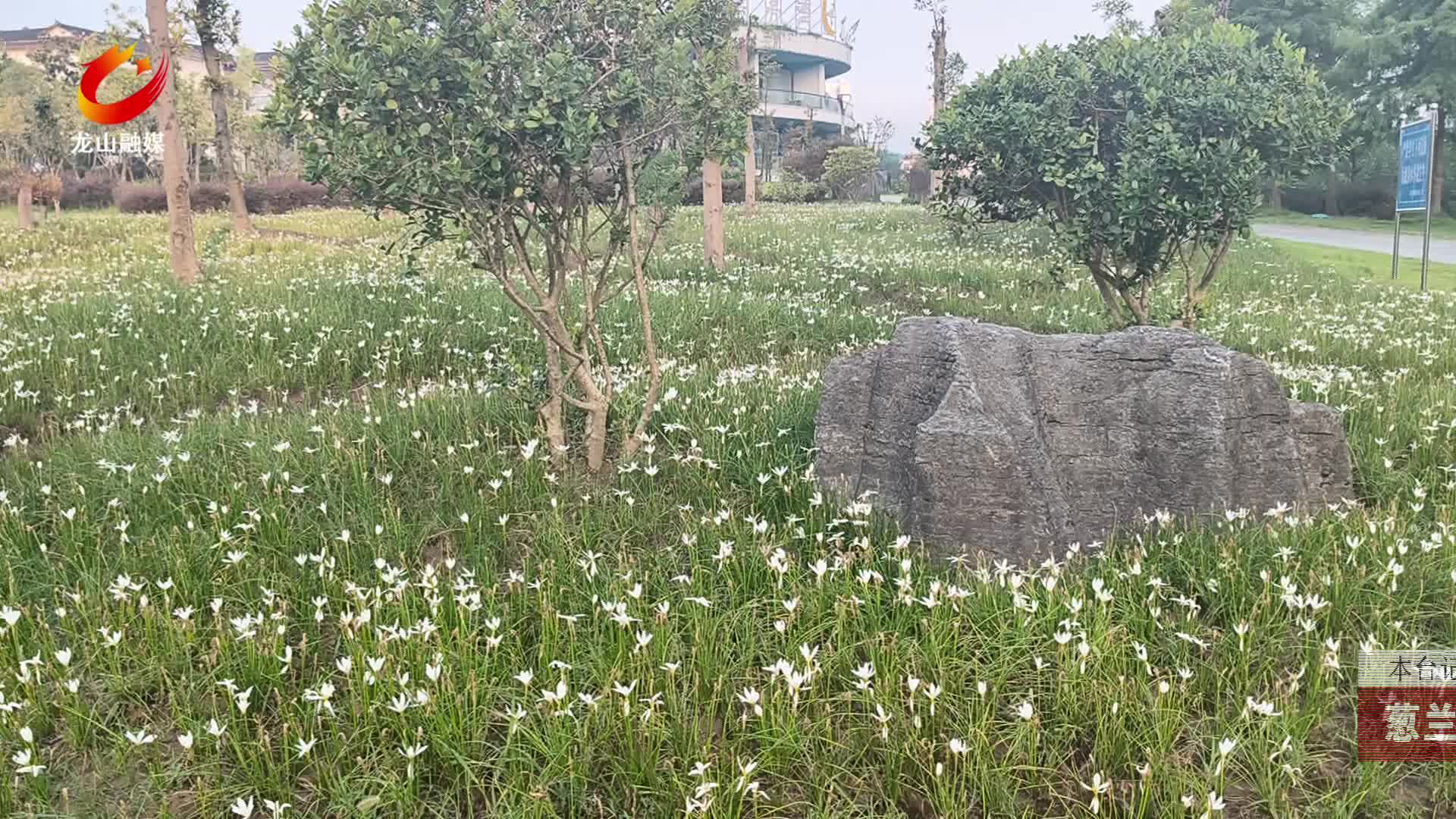 【龙山新闻】葱兰花开果利河风光带