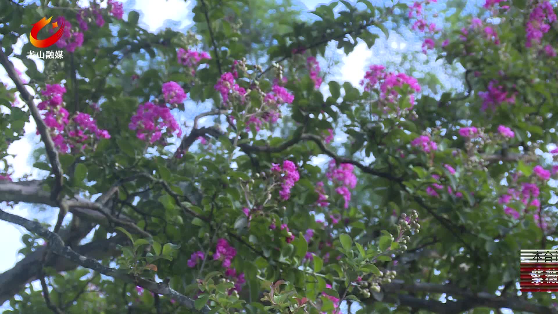 【龙山新闻】紫薇花开满乡野 烂漫繁花绘美景