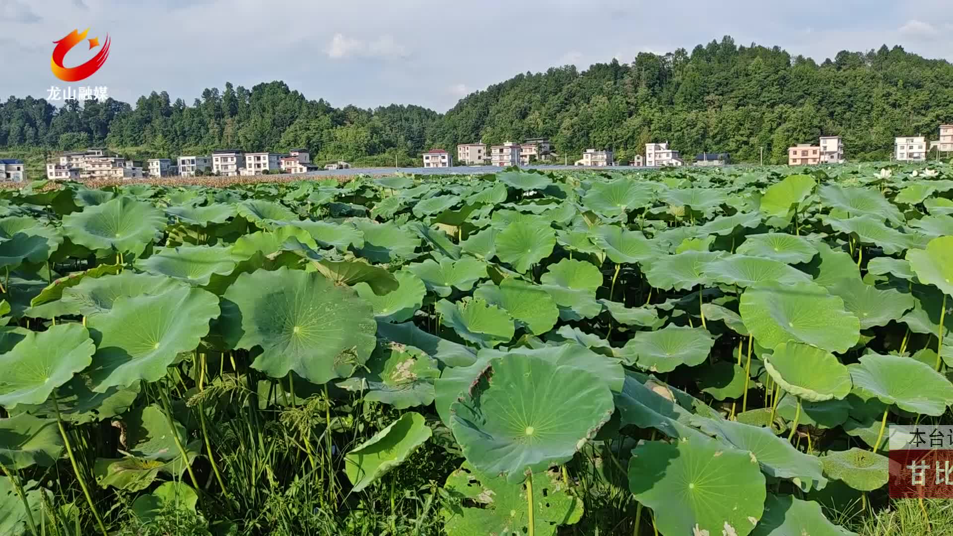 【龙山新闻】甘比社区挖出“藕王” 单根重达15斤