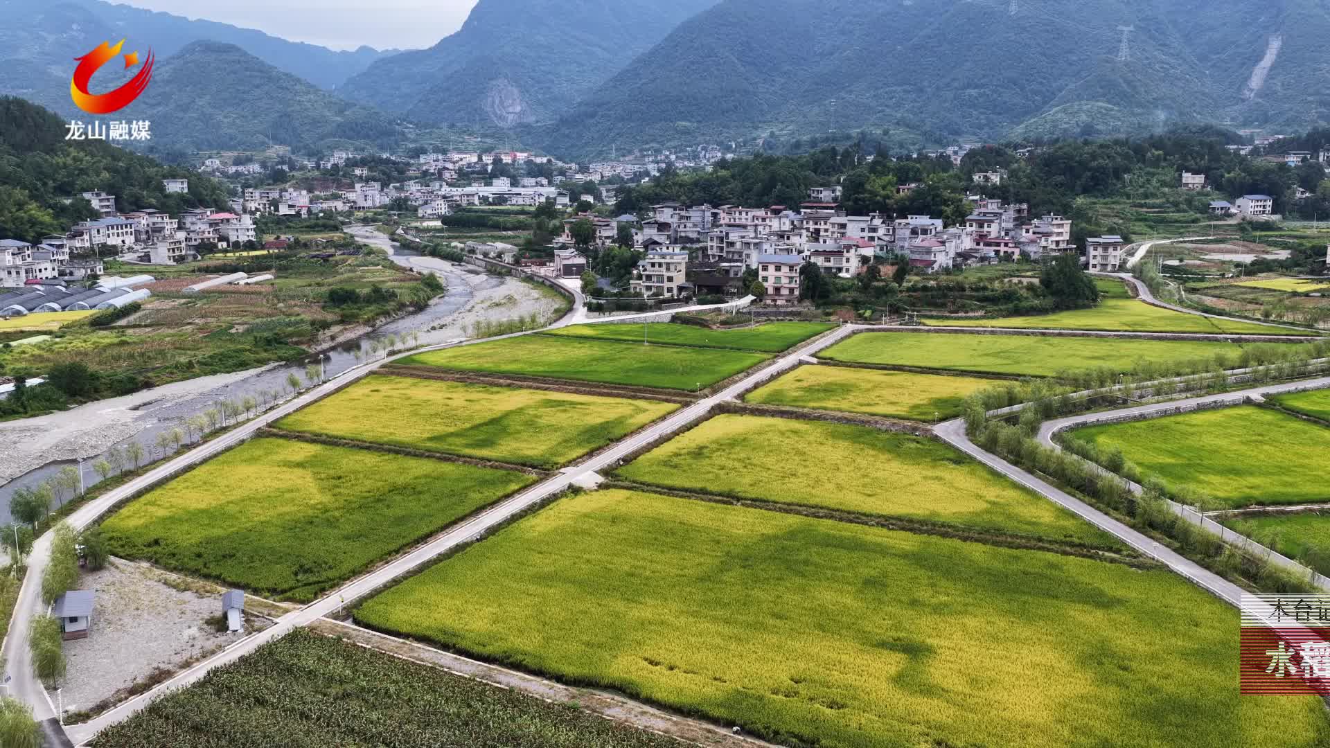 【龙山新闻】水稻成熟绘就“丰”景画