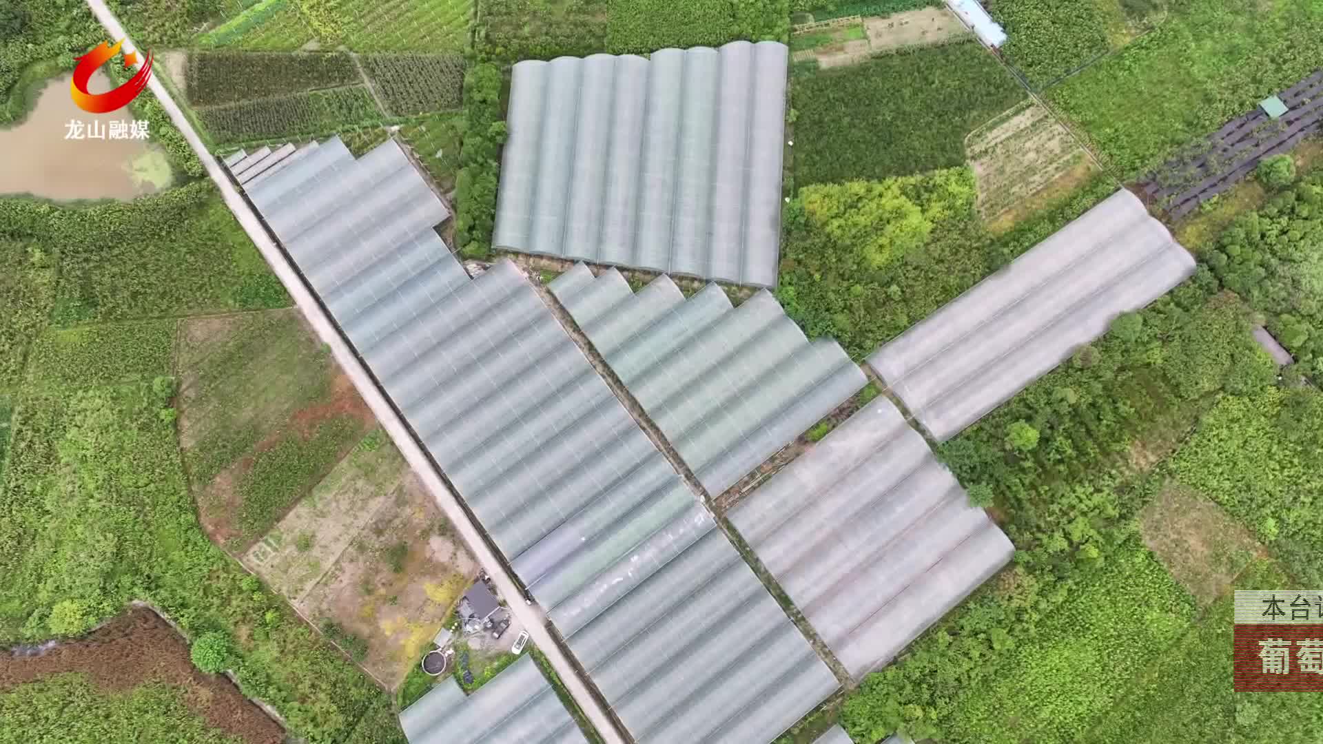 【龙山新闻】葡萄喜丰收 分装忙外销