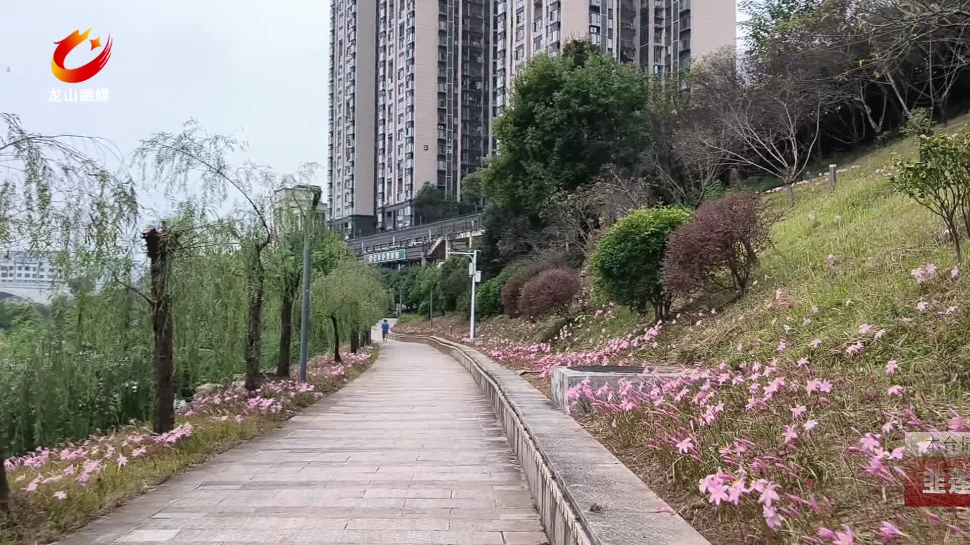 【龙山新闻】韭莲花绽放秋色添生机